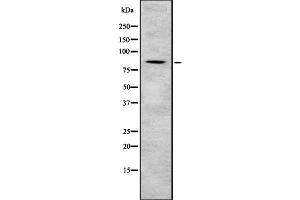 Western blot analysis Sec23B using NIH-3T3 whole cell lysates (Sec23 Homolog B antibody  (Internal Region))
