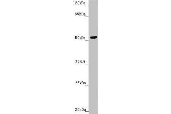 PMPCB antibody  (AA 110-380)