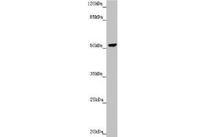 Western blot All lanes: PMPCB antibody at 2. (PMPCB antibody  (AA 110-380))