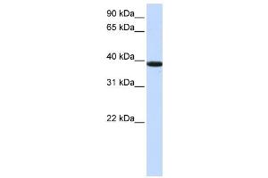 Western Blotting (WB) image for anti-Kelch Domain Containing 8B (KLHDC8B) antibody (ABIN2459197)