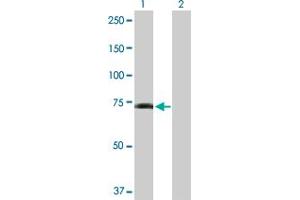 Western Blot analysis of GPR50 expression in transfected 293T cell line by GPR50 MaxPab polyclonal antibody. (GPR50 antibody  (AA 1-617))