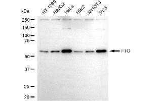 anti-Fat Mass and Obesity-Associated (FTO) antibody