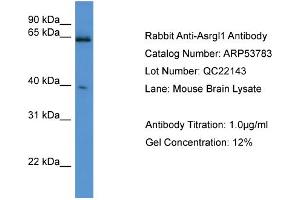 WB Suggested Anti-Asrgl1  Antibody Titration: 0. (ASRGL1 antibody  (C-Term))