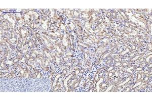 Immunohistochemistry of paraffin-embedded Mouse kidney tissue using CYCS Monoclonal Antibody at dilution of 1:200. (Cytochrome C antibody)