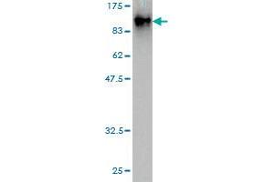 Western Blot detection against Immunogen (82. (EIF4G3 antibody  (AA 1-515))