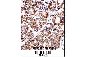 POLI Antibody immunohistochemistry analysis in formalin fixed and paraffin embedded human stomach tissue followed by peroxidase conjugation of the secondary antibody and DAB staining. (POLI antibody  (C-Term))