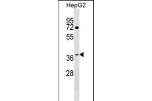WDR68 Antibody (C-term) (ABIN1537050 and ABIN2848954) western blot analysis in HepG2 cell line lysates (35 μg/lane). (DCAF7 antibody  (C-Term))