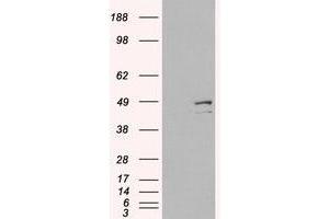 Image no. 1 for anti-Death-Associated Protein 3 (DAP3) (C-Term) antibody (ABIN374210) (DAP3 antibody  (C-Term))