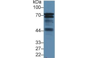 Western Blot; Sample: Mouse Spleen lysate; Primary Ab: 1. (B-Cell Linker antibody  (AA 65-314))