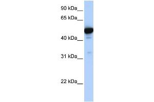 Western Blotting (WB) image for anti-Glutamate Dehydrogenase 1 (GLUD1) (N-Term) antibody (ABIN2782330)