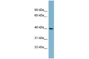 MOS antibody used at 1 ug/ml to detect target protein. (MOS antibody  (Middle Region))