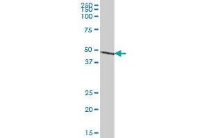 NDUFS2 MaxPab polyclonal antibody. (NDUFS2 antibody  (AA 1-463))