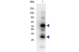Western Blotting (WB) image for Goat anti-Human IgG (Heavy & Light Chain) antibody (HRP) (ABIN1043965)