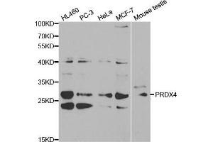 Western blot analysis of extracts of various cell lines, using PRDX4 antibody. (Peroxiredoxin 4 antibody  (AA 38-271))