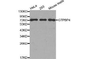 Western blot analysis of extracts of various cell lines, using GTPBP4 antibody. (GTPBP4 antibody  (AA 385-634))