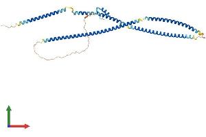 AlphaFold protein structure predicition of Human Recombinant TNIP2 Protein, UniprotID Q8NFZ5 (TNIP2 Protein (AA 1-429) (His tag))