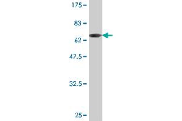 TBCC antibody  (AA 1-346)