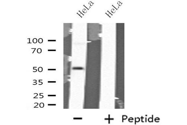 GABRA6 antibody  (N-Term)