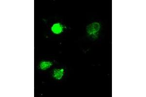 Image no. 1 for anti-Mitogen-Activated Protein Kinase 1 (MAPK1) antibody (ABIN1499289) (ERK2 antibody)