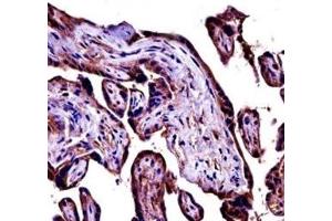 C9 antibody immunohistochemistry analysis in formalin fixed and paraffin embedded human placenta tissue. (C9 antibody  (AA 191-220))