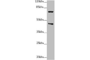 Western blot All lanes: POC1A antibody at 2. (POC1A antibody  (AA 138-407))