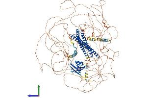 AlphaFold protein structure predicition of Human Recombinant SHROOM4 Protein, UniprotID Q9ULL8 (Shroom Family Member 4 (SHROOM4) (AA 1-1493) protein (His tag))