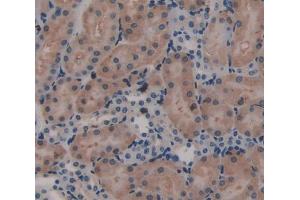 Used in DAB staining on fromalin fixed paraffin- embedded Kidney tissue (Laminin beta 3 antibody  (AA 30-222))