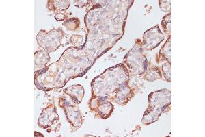 Immunohistochemistry of paraffin-embedded human placenta using KLKB1 antibody (ABIN6129407, ABIN6142966, ABIN6142968 and ABIN6220944) at dilution of 1:100 (40x lens). (KLKB1 antibody  (AA 20-300))