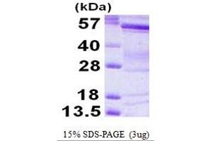 SDS-PAGE (SDS) image for BAI1-Associated Protein 2 (BAIAP2) (AA 1-522) protein (His tag) (ABIN667653) (BAIAP2 Protein (AA 1-522) (His tag))