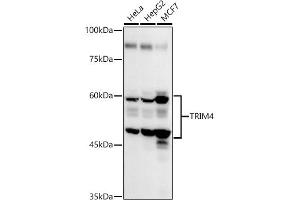 Western blot analysis of extracts of various cell lines, using TRIM4 antibody (ABIN7270999) at 1:1000 dilution. (TRIM4 antibody  (AA 1-280))