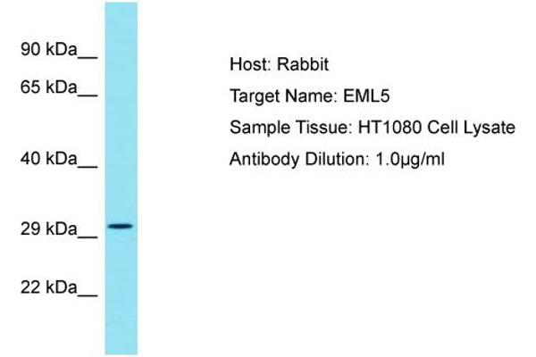 EML5 antibody  (Middle Region)