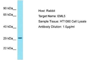 EML5 antibody  (Middle Region)