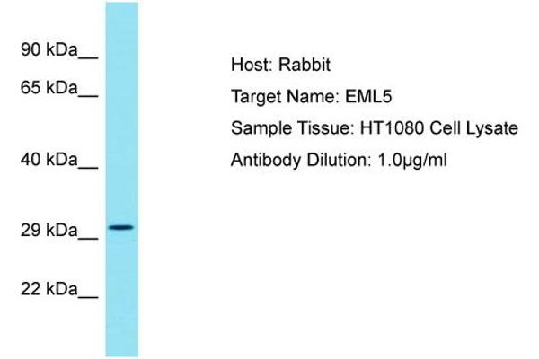EML5 Antikörper  (Middle Region)