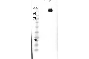 Western Blot of Rabbit Anti-Cas9 Antibody - Western Blot of Rabbit Anti-Cas9 Antibody. (CRISPR-Cas9 (C-Term) antibody (DyLight 680))