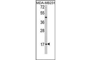 Image no. 1 for anti-Leptin (LEP) (AA 138-167), (C-Term) antibody (ABIN358628)