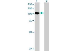 Western Blot analysis of AHR expression in transfected 293T cell line by AHR MaxPab polyclonal antibody. (Aryl Hydrocarbon Receptor antibody  (AA 1-848))
