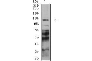 Western blot analysis using PCDH9 mouse mAb against C6 (1) cell lysate. (Protocadherin 9 antibody  (AA 24-148))