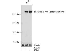 Western blot analysis of extracts of 293T cells, using Phospho-mTOR-S2448 Rabbit mAb (ABIN7268435) at 1:1000 dilution. (MTOR antibody  (pSer2448))