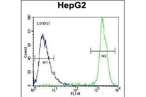 GM Antibody (Center) (ABIN654109 and ABIN2843991) flow cytometric analysis of HepG2 cells (right histogram) comred to a negative control cell (left histogram). (GPAM antibody  (AA 426-455))