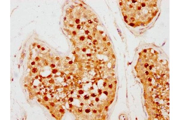 SCML2 antibody  (AA 466-620)