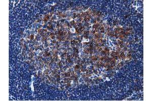 Image no. 10 for anti-Transforming, Acidic Coiled-Coil Containing Protein 3 (TACC3) antibody (ABIN1498095) (TACC3 antibody)