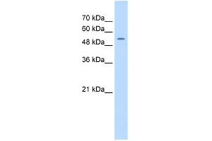 WB Suggested Anti-FJX1 Antibody Titration:  0. (FJX1 antibody  (N-Term))