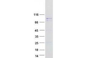 Validation with Western Blot (C12orf11 Protein (Myc-DYKDDDDK Tag))