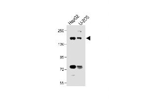 Western Blotting (WB) image for anti-ATP-Binding Cassette, Sub-Family B (MDR/TAP), Member 4 (ABCB4) (AA 624-654) antibody (ABIN390060)