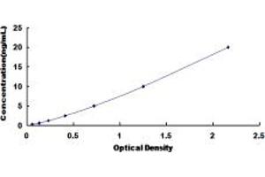 FZD6 ELISA Kit