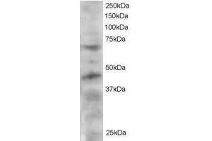 Image no. 1 for anti-Telomeric Repeat Binding Factor (NIMA-Interacting) 1 (TERF1) (C-Term) antibody (ABIN374172) (TRF1 antibody  (C-Term))