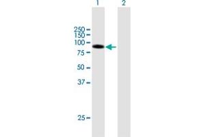 Western Blot analysis of DLL1 expression in transfected 293T cell line by DLL1 MaxPab polyclonal antibody. (DLL1 antibody  (AA 1-723))