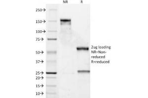SDS-PAGE Analysis of Purified, BSA-Free Cyclin D1 Antibody (DCS-6). (Cyclin D1 antibody)
