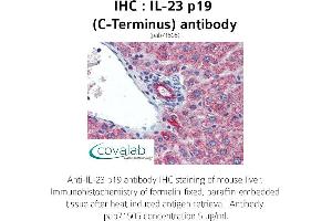 Image no. 4 for anti-Interleukin 23, alpha subunit p19 (IL23A) antibody (ABIN1735878) (IL23A antibody)