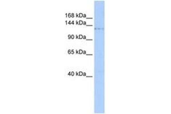 PHF2 antibody  (AA 936-985)
